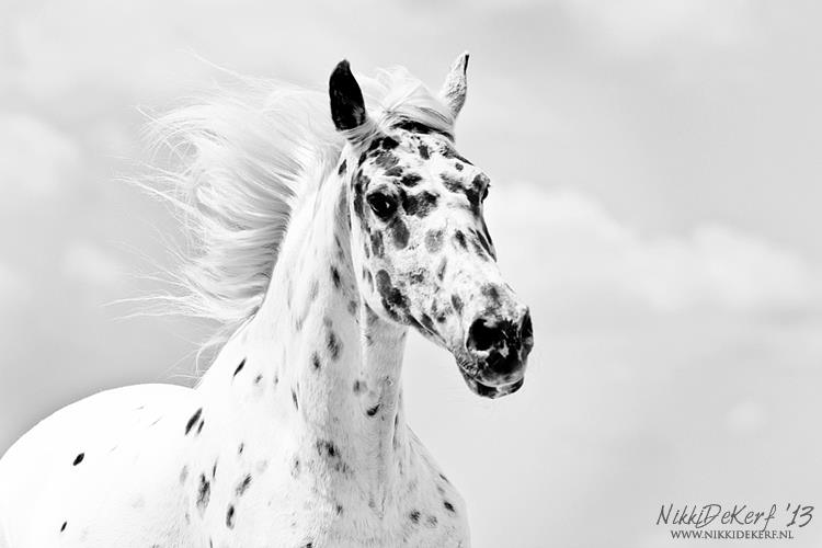 Appaloosa Spotted Horse @Nikki de Kerf - Equine Photographer
